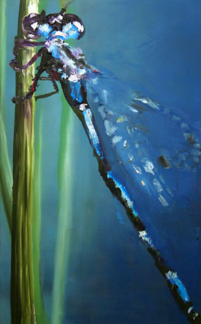 Insekt Libelle
