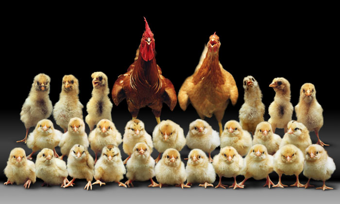 Family Fortunes; Lucky Family (series)