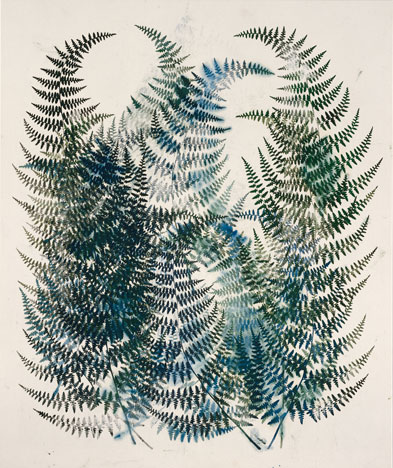 Pteris Viscosa, 1996